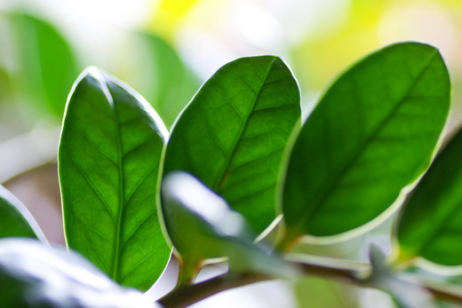 Замиокулькас (Zamioculcas) Замиокулькас (Zamioculcas)