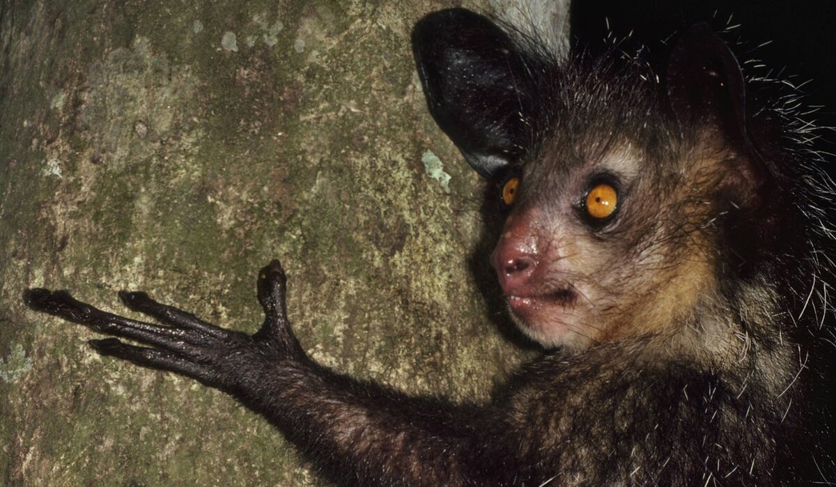 Мадагаскарская руконожка ай-ай