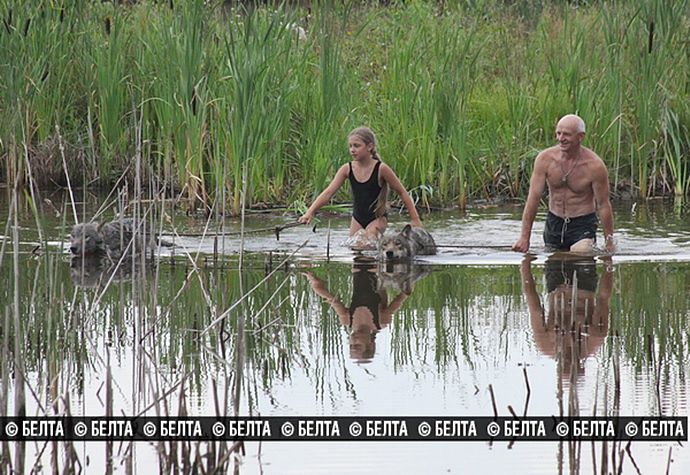 Белорусская семья вырастила стаю волков белоруссия, семья, стая, волки