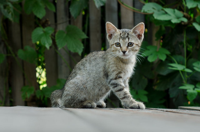 Суперпредложение: котята "Классные" по спеццене!