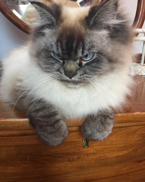Кот Мерлин, который ненавидит всё вокруг Кот Мерлин, который ненавидит всё вокруг