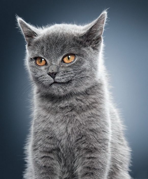 Высказывания Великих людей о кошках (30 фото)