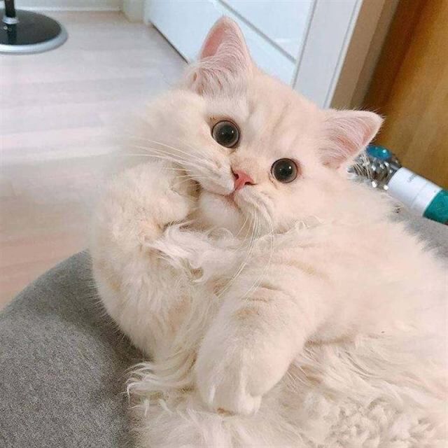 Шедевры кото-фото-искусства