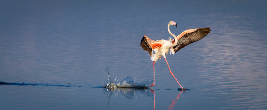 Лучшие фото с конкурса Comedy Wildlife Photography Awards 2020