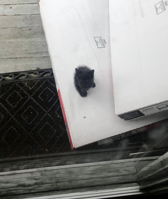 Котенок у двери Котенок на улице