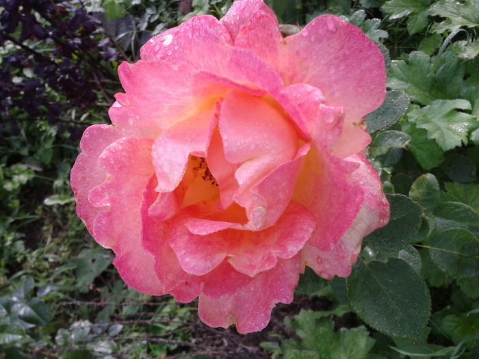 Фото-1 (700x525, 129Kb)