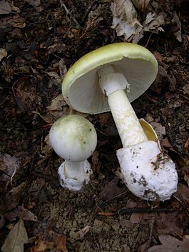 Amanita phalloides 1.JPG