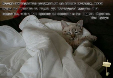 Серьезно о кошках