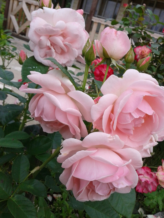 Фото-0320 (525x700, 146Kb)