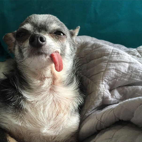 senior-dog-adoption-chihuahua-julie-docherty-14