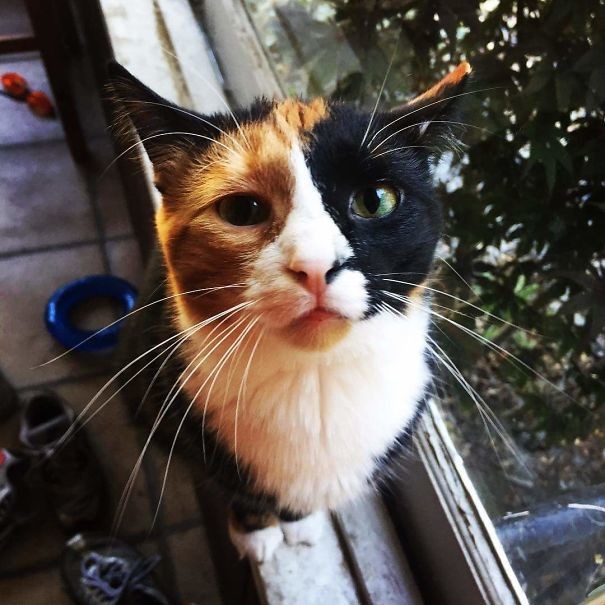 Уникумы! Уникумы! животные, забавно, коты, кошки, неожиданно, окрас, окрас кошек, фото