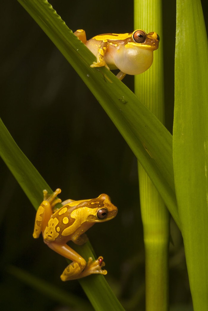 InSearchOfLostFrogs03    :       