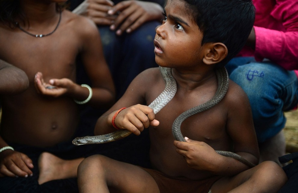 Змеиный фестиваль Nag Panchami —  традиционное поклонение змеям в Индии