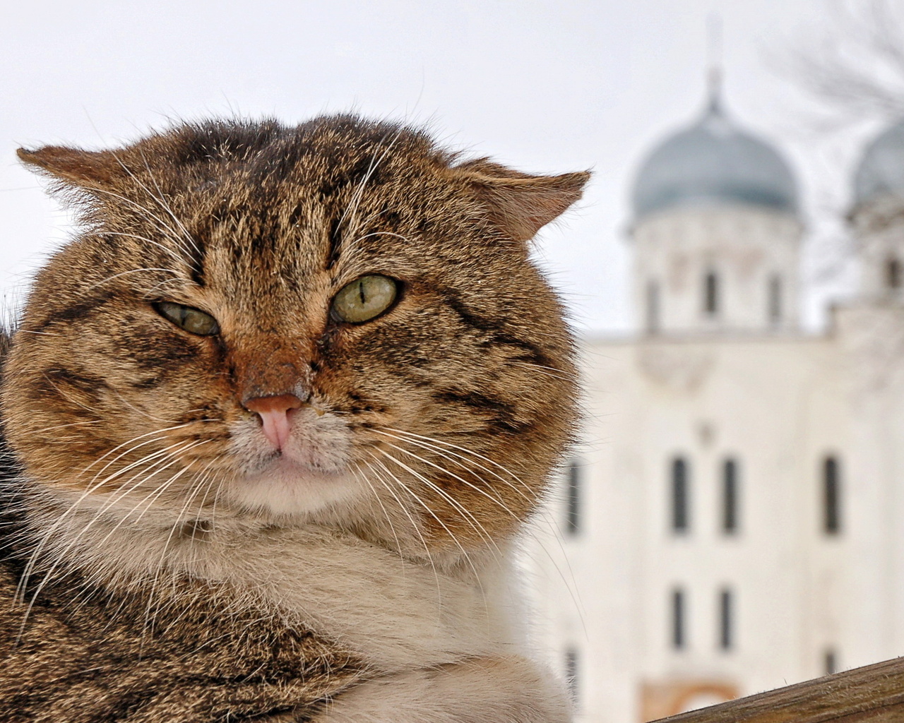 Кот Казанский Алабрыс