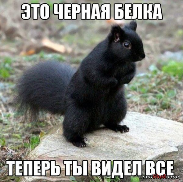 Смешные картинки с надписями Смешные картинки с надписями
