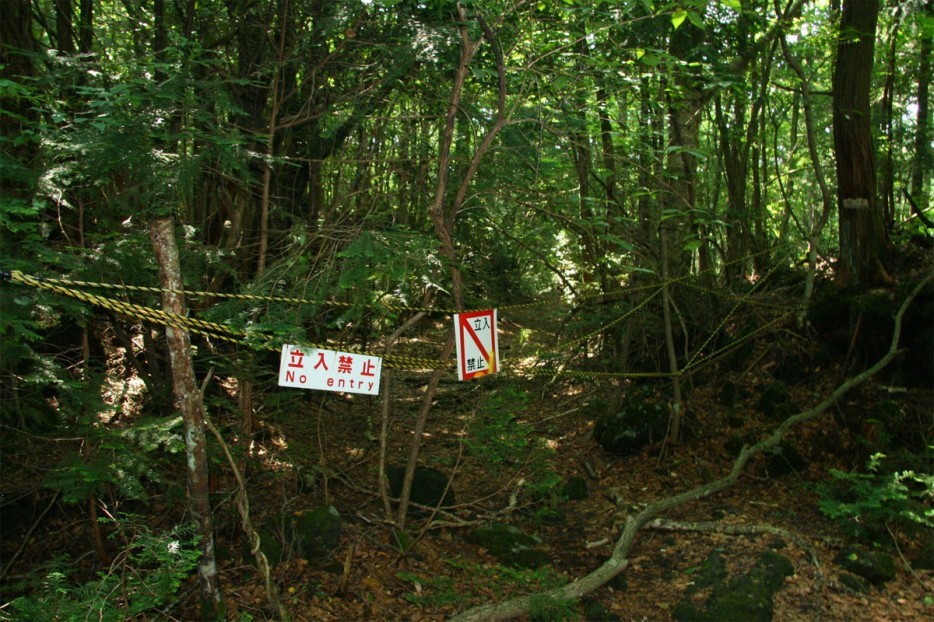 Леса с другой планеты! forests44 Леса с другой планеты!