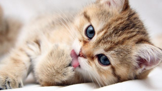 Позитивные и милые котики Позитивные и милые котики