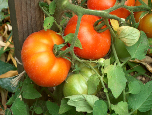 Энциклопедия технологий: тайны выращивания помидор