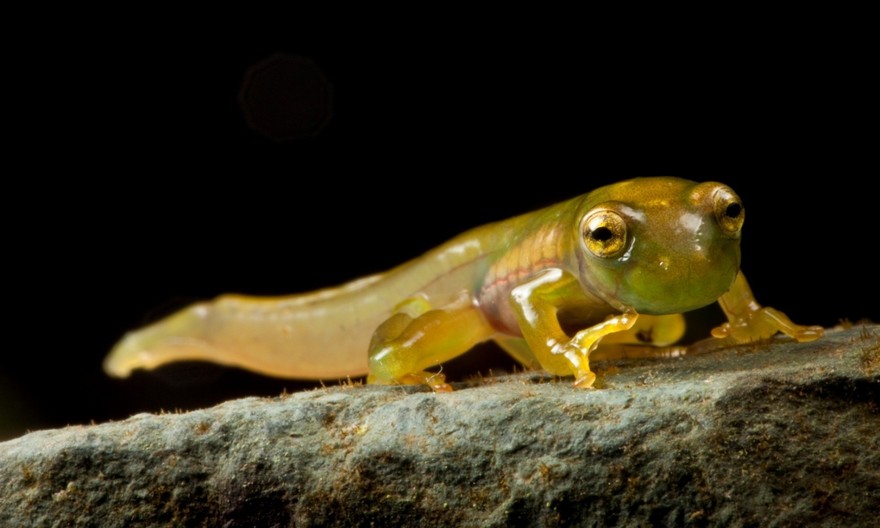 InSearchOfLostFrogs21    :       