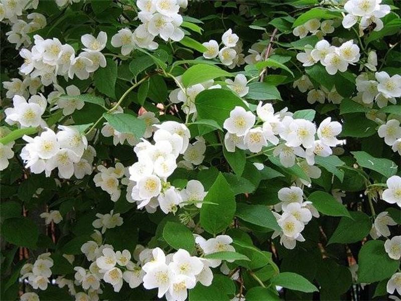 10 самых ароматных цветков