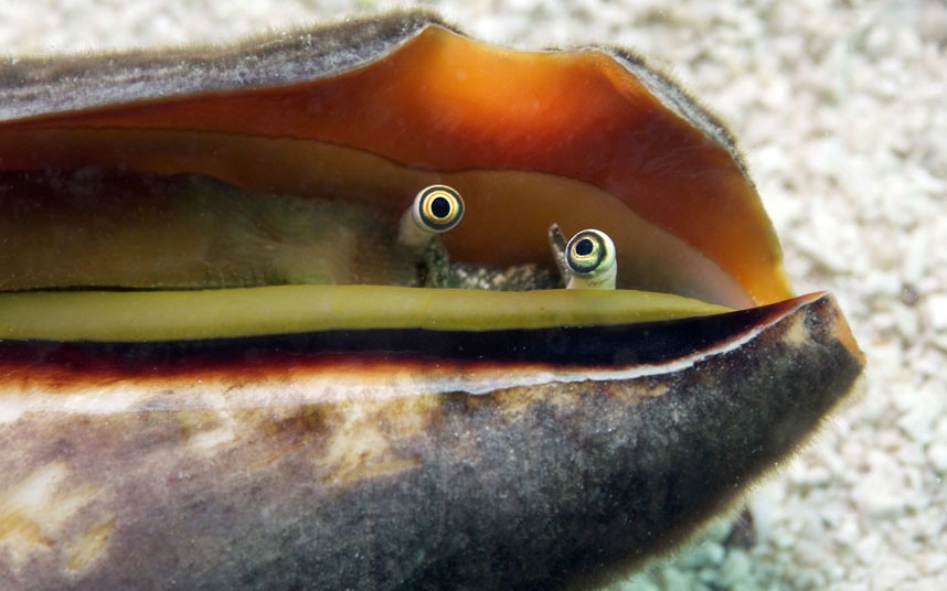 Explore coral reefs 13 Коралловые рифы в фотографиях