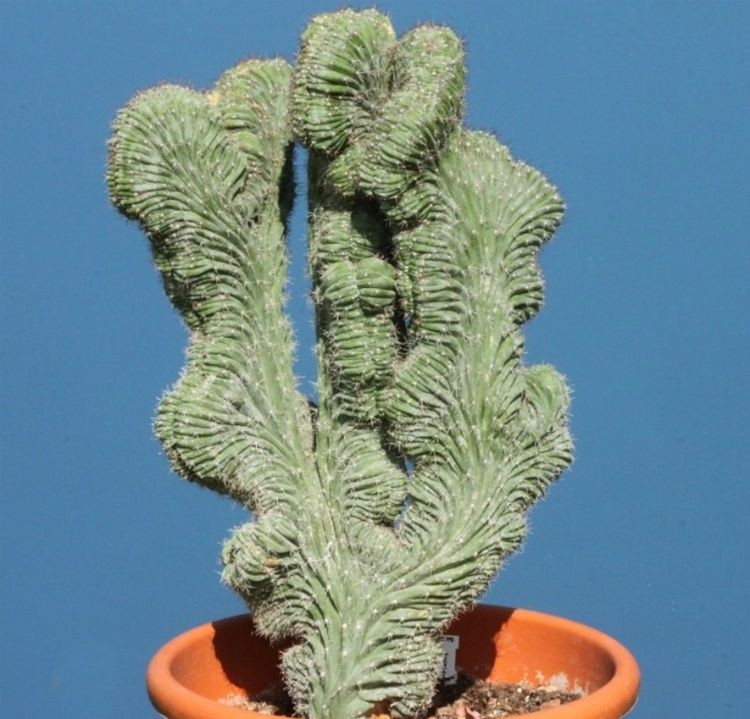11. Кактус Мертила (Myrtillo Cactus) 11. Кактус Мертила (Myrtillo Cactus) дом, растения