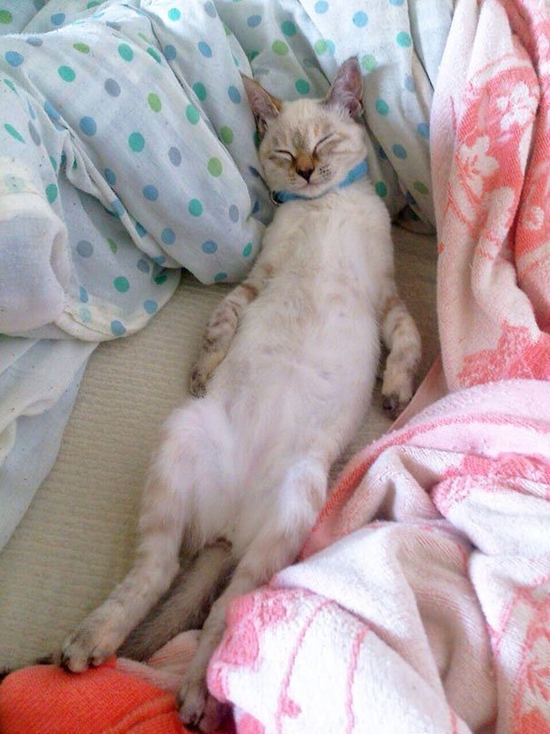 Очень усталые котики Очень усталые котики