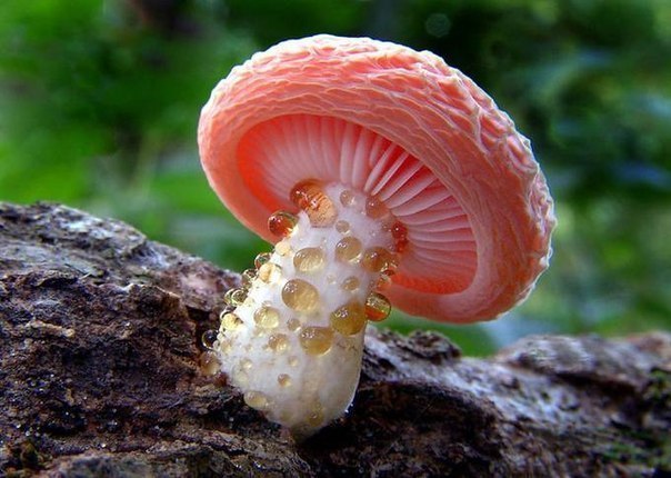 Красота грибного царства