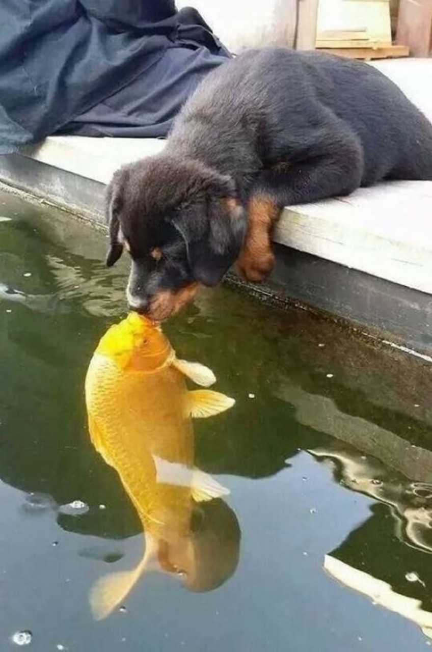 Да, животные тоже целуются...