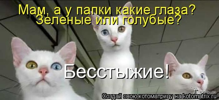 Лучшие котоматрицы недели