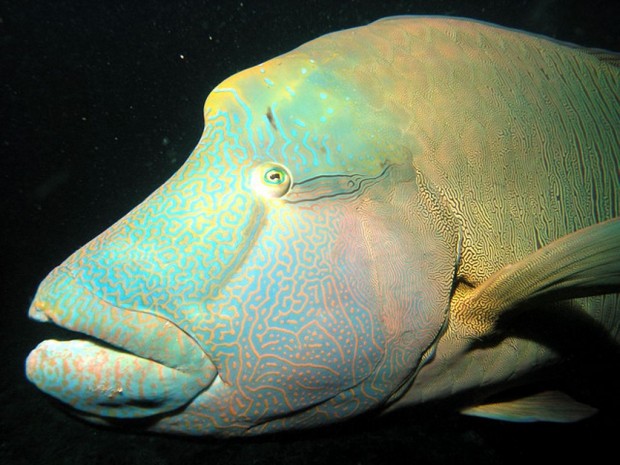 Рыба-наполеон (лат. Cheilinus undulatus) (англ. Napoleonfish)