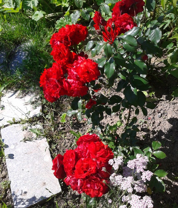 Фото-0023 (600x700, 223Kb)