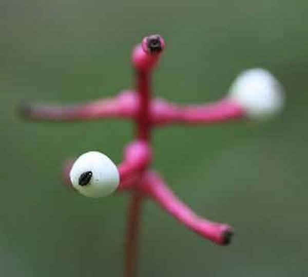 creepyplants08 Самые жуткие растения