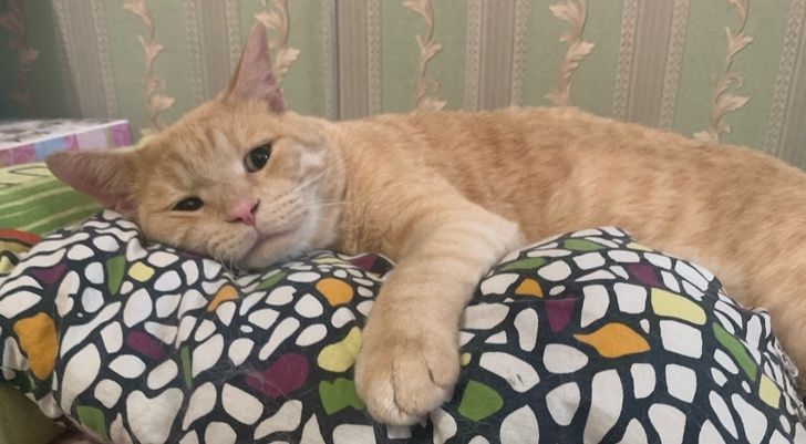 Особенности кошачьей психики