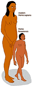 Сравнительные размеры современного человека и Homo floresiensis