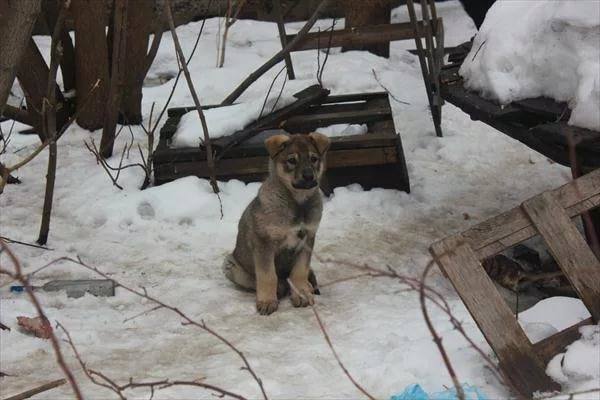 Улан-удэнцам предлагают привить своих кошек и собак от бешенства