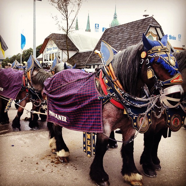 octoberfest50 Октоберфест 2014