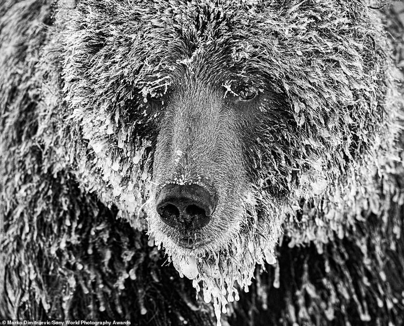 Медведь гризли на Юконе - Марко Дмитриевич, Швейцария