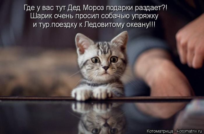 Лучшие котоматрицы недели