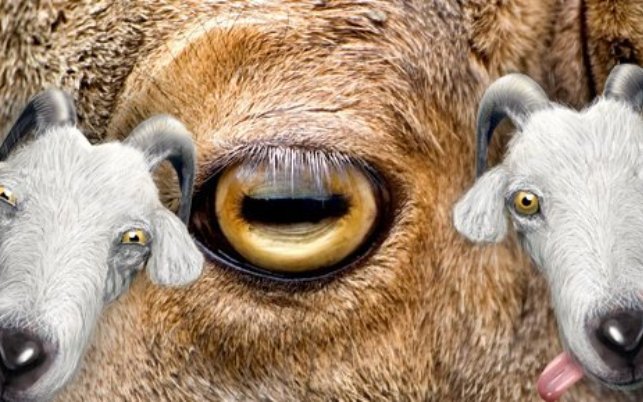 Животные с невероятными глазами