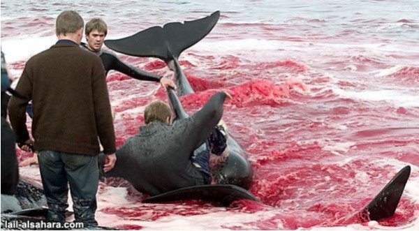 Массовые убийства дельфинов Гринд в Дании