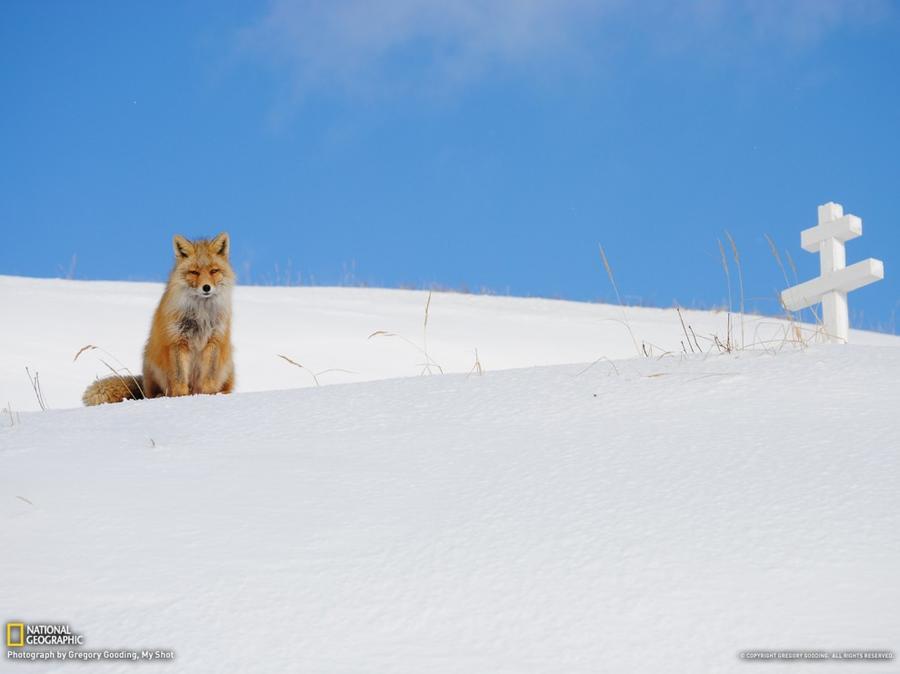 Лучшие фотографии National Geographic за январь Лучшие фотографии National Geographic за январь
