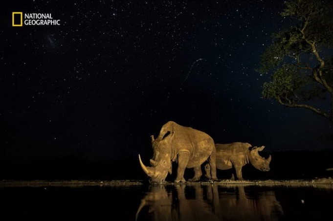 10 потрясающих фотографий дикой природы с конкурса National Geographic Nature Photographer of the Year Contest 10 потрясающих фотографий дикой природы с конкурса National Geographic Nature Photographer of the Year Contest