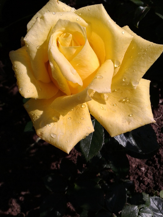 Фото-0398 (525x700, 118Kb)