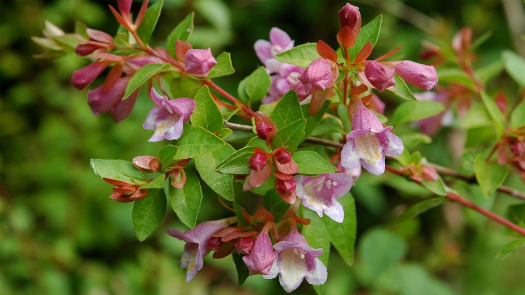 Абелия мелколистная (Abelia parvifolia) Абелия мелколистная (Abelia parvifolia)