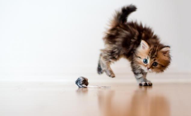 Если у вас дома завелся маленький шалун, срочно хватайте фотоаппарат... Если у вас дома завелся маленький шалун, срочно хватайте фотоаппарат...