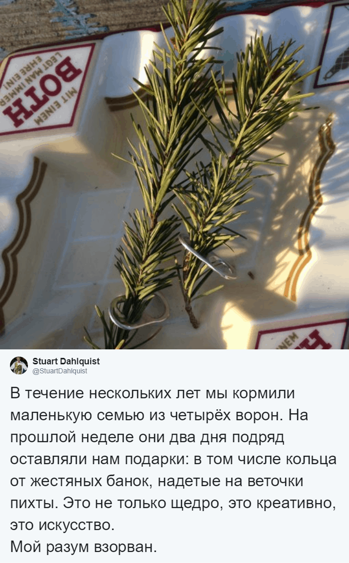Целых 4 года мужчина кормил семью ворон, и однажды птицы сделали ему необычный подарок