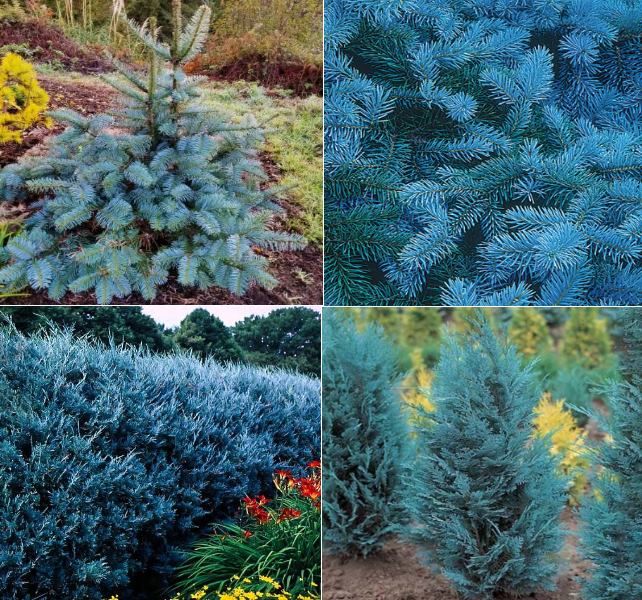 Фото Хвойных растений с синей хвоей