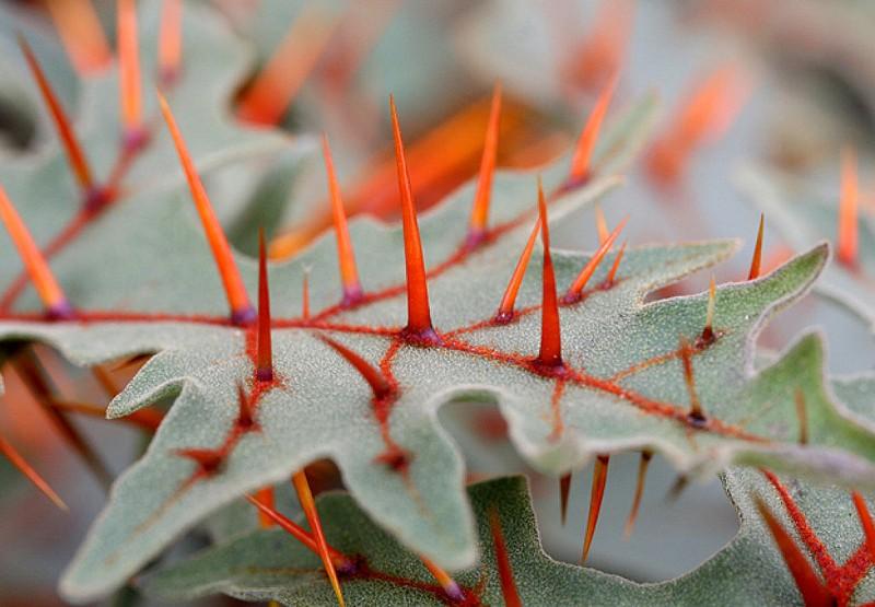 creepyplants61 Самые жуткие растения