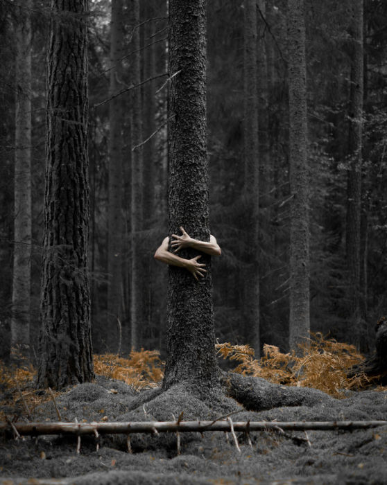Человеческие руки обнимают ствол дерева, образуя с ним единое целое.